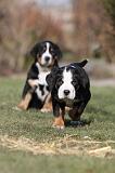 GRAND BOUVIER SUISSE 046